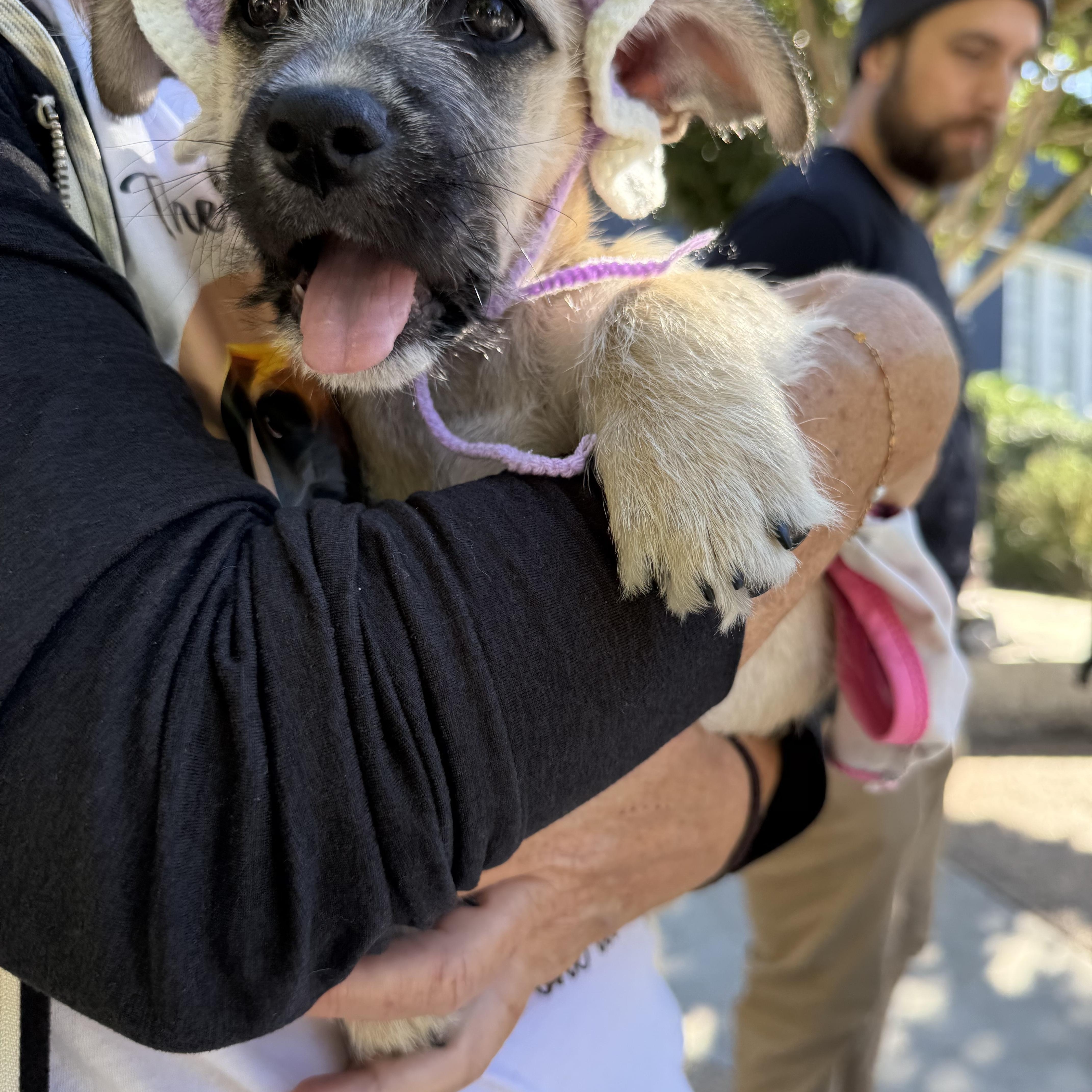 Hoka (Milestone litter), a Adoptable mixed breed in San Diego, CA image 2/5