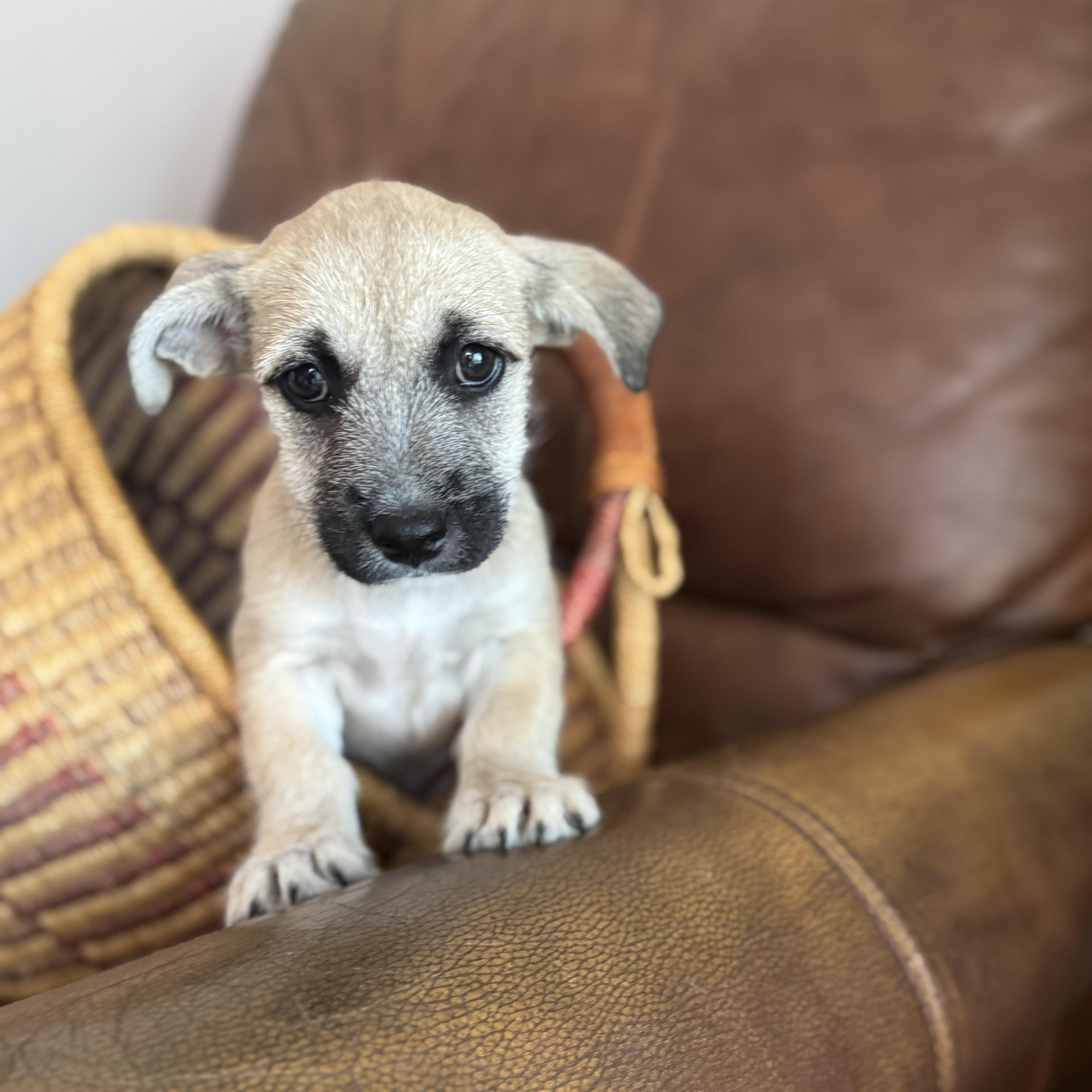 Hoka (Milestone litter), a Adoptable mixed breed in San Diego, CA image 4/5