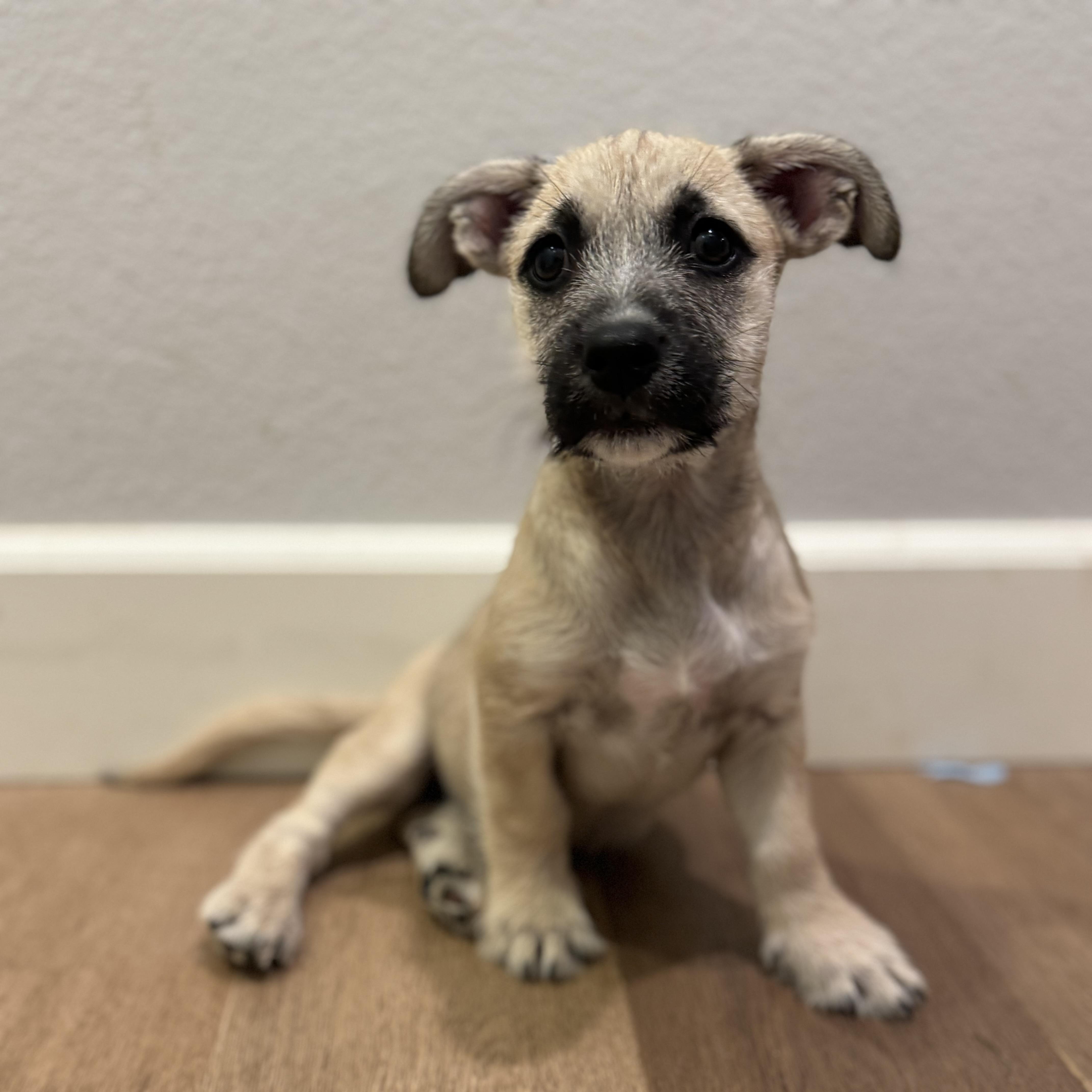 Hoka (Milestone litter), a Adoptable mixed breed in San Diego, CA image 1/5