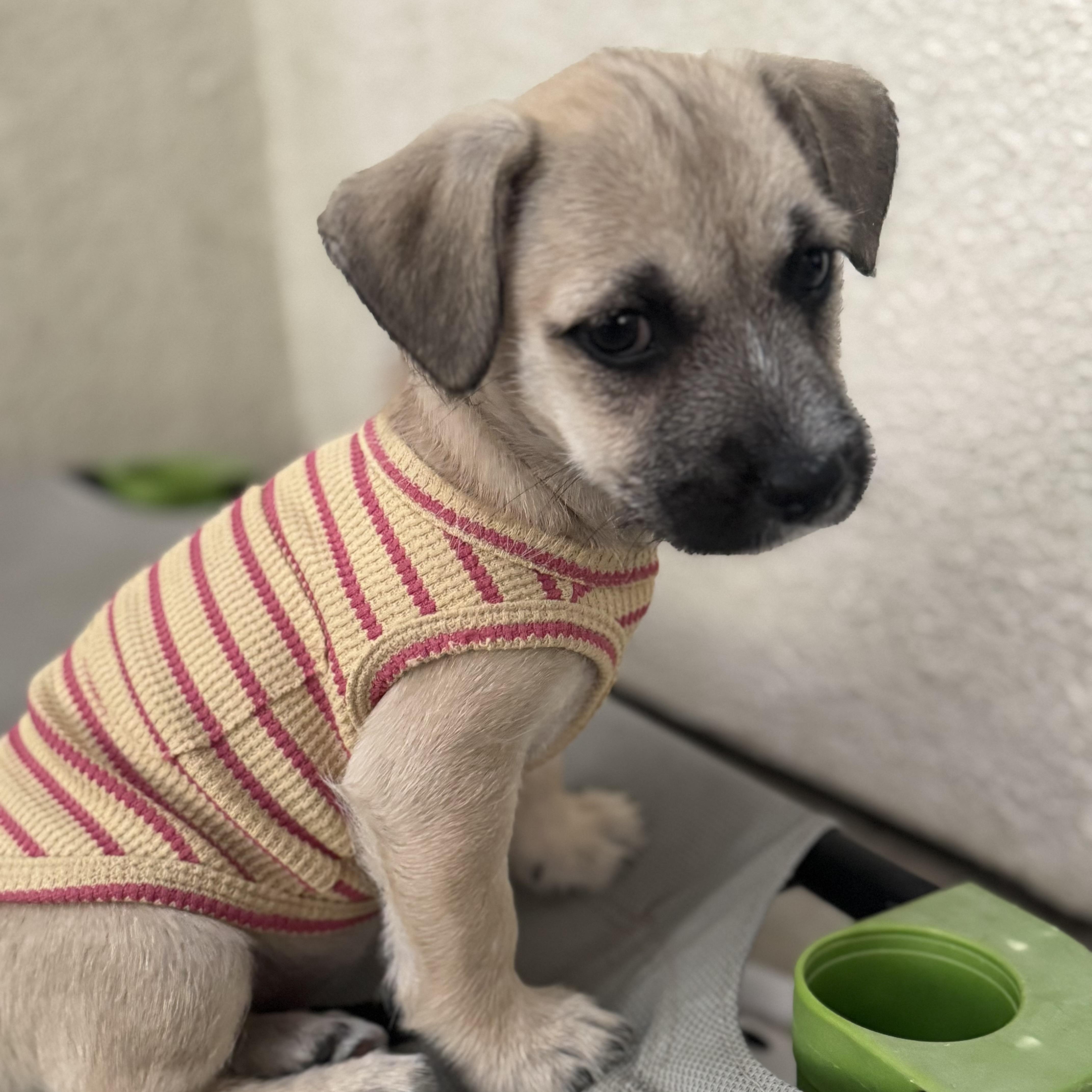Hoka (Milestone litter), a Adoptable mixed breed in San Diego, CA image 5/5