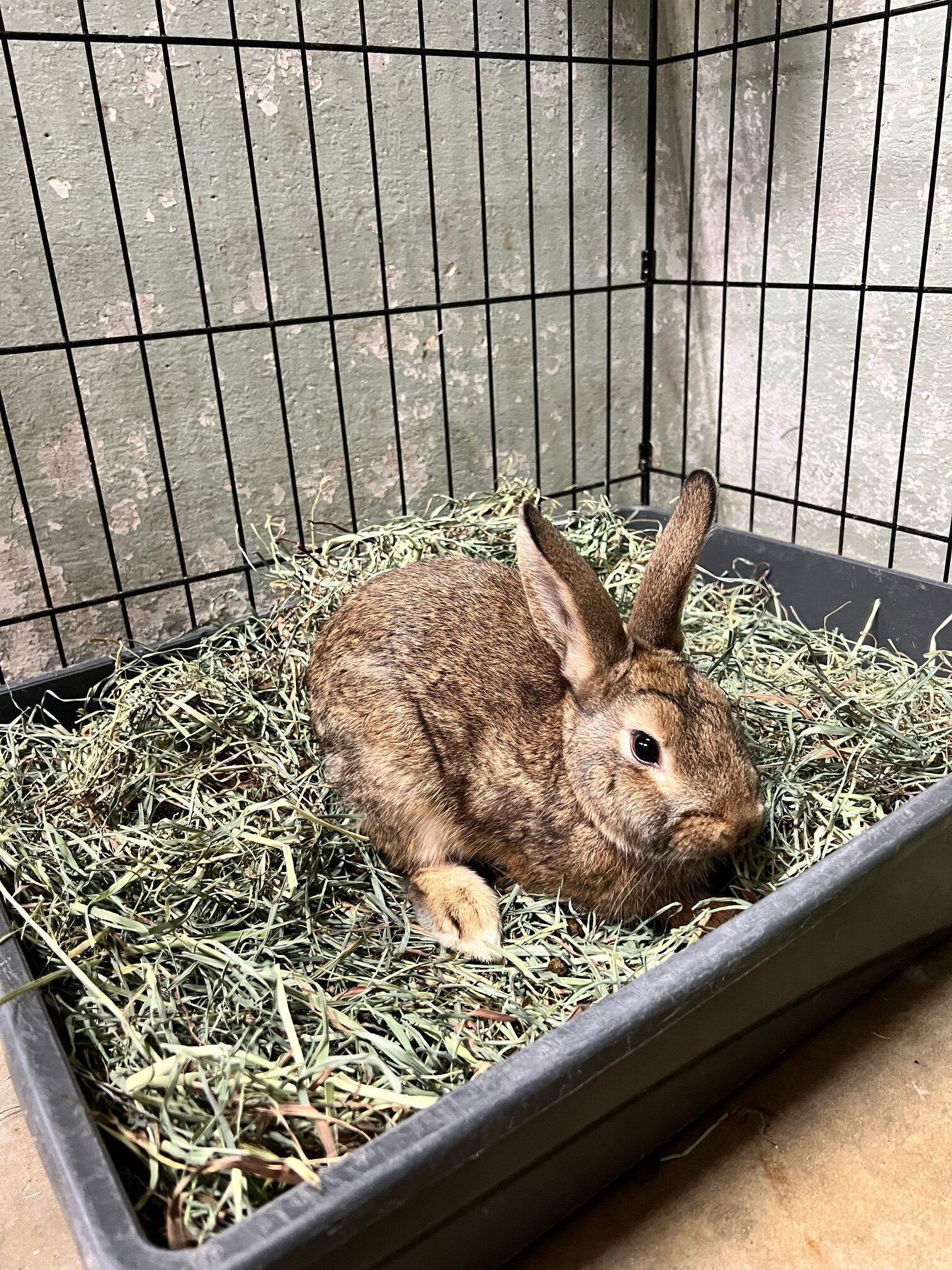 Berry (PEN 9), ADOPTABLE, Young Male Bunny Rabbit.