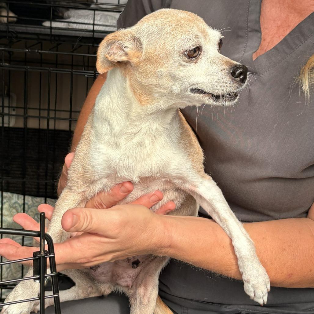 Enlarge Claire, a Adoptable Chihuahua in Fairfax, VA image 1/3