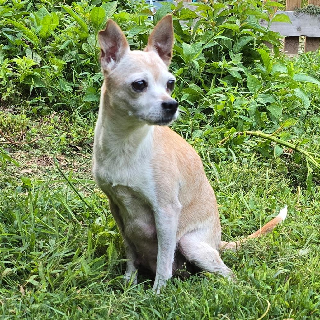 Enlarge Claire, a Adoptable Chihuahua in Fairfax, VA image 2/3