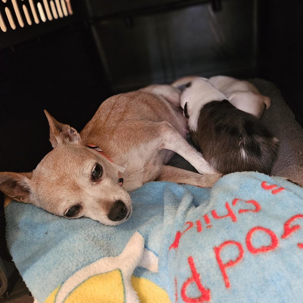 Enlarge Claire, a Adoptable Chihuahua in Fairfax, VA image 3/3
