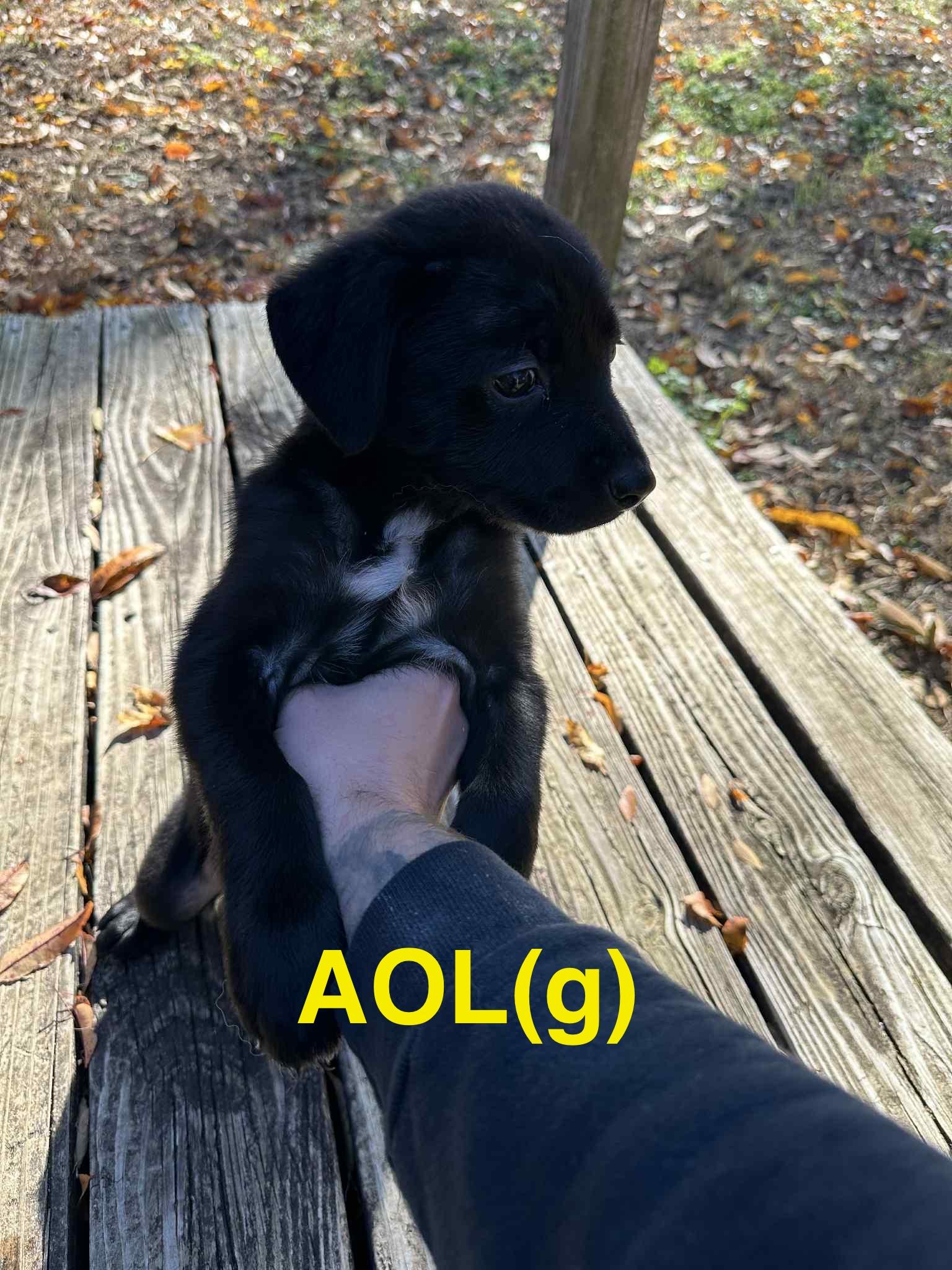 AOL