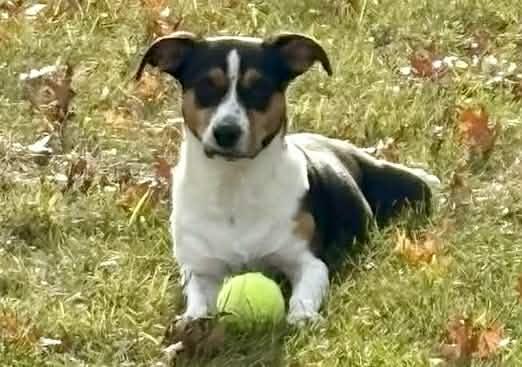 Rosey, an adopted mixed breed in Wappingers Falls, NY image 2/5