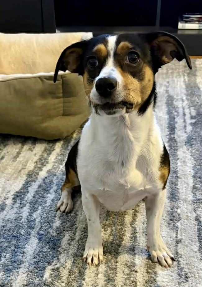 Rosey, an adopted mixed breed in Wappingers Falls, NY image 3/5