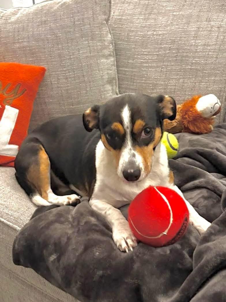 Rosey, a Adoptable mixed breed in Wappingers Falls, NY image 2/2