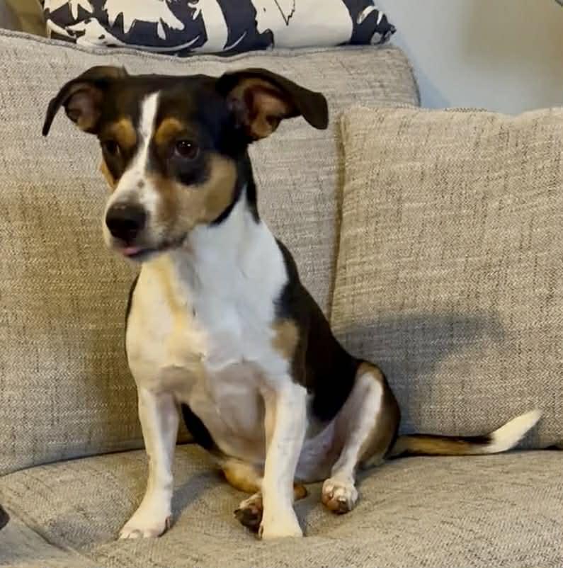 Rosey, an adopted mixed breed in Wappingers Falls, NY image 5/5