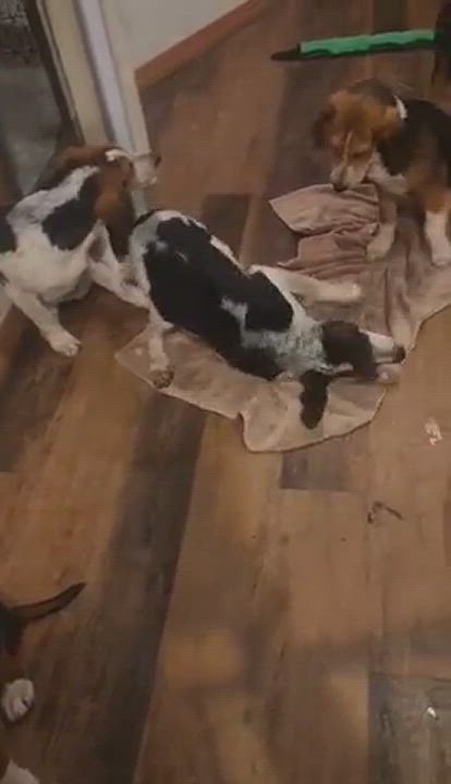 Enlarge Sig, a Adopted mixed breed in Mahtomedi, MN video 1/6