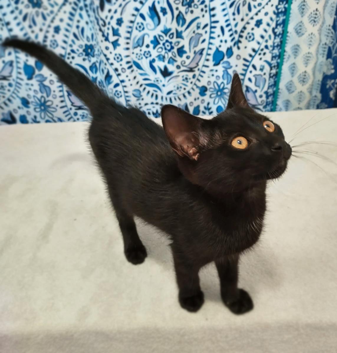 Prince Naveen, an adoptable Domestic Short Hair in Asheville, NC_image-1