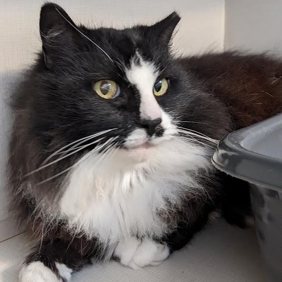 Enlarge Little-Bit, a ADOPTABLE mixed breed in Shippenville, PA image 3/5