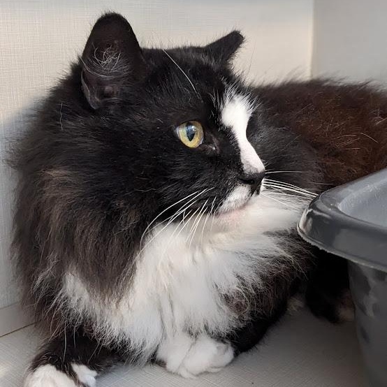 Enlarge Little-Bit, a ADOPTABLE mixed breed in Shippenville, PA image 2/5