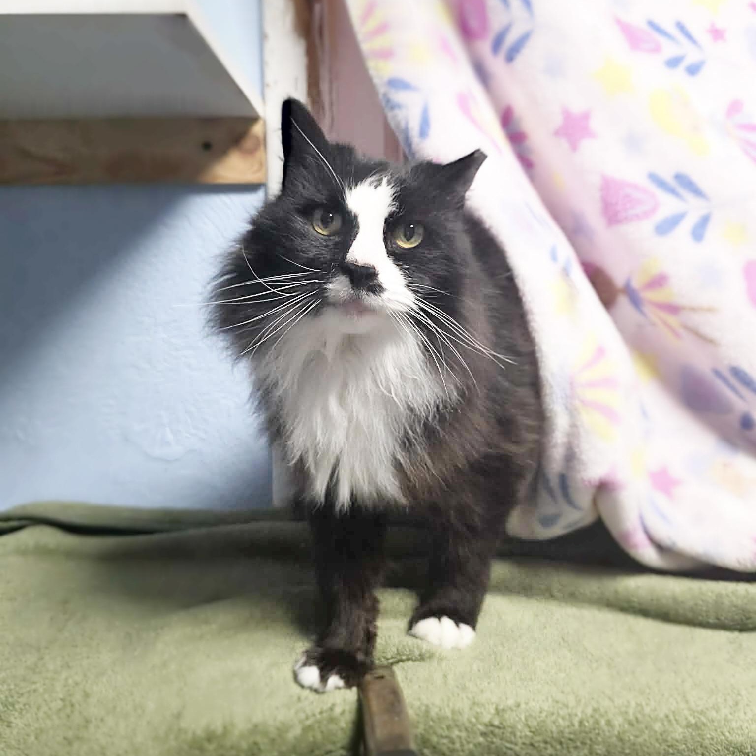 Enlarge Little-Bit, a ADOPTABLE mixed breed in Shippenville, PA image 4/5