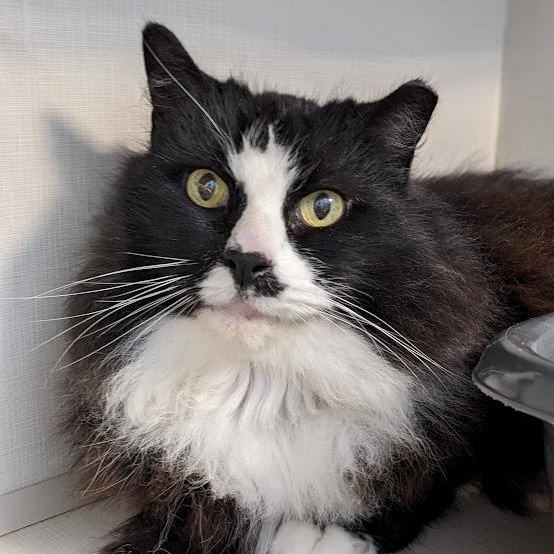 Little-Bit, ADOPTABLE, Senior Female Domestic Long Hair & Tuxedo.