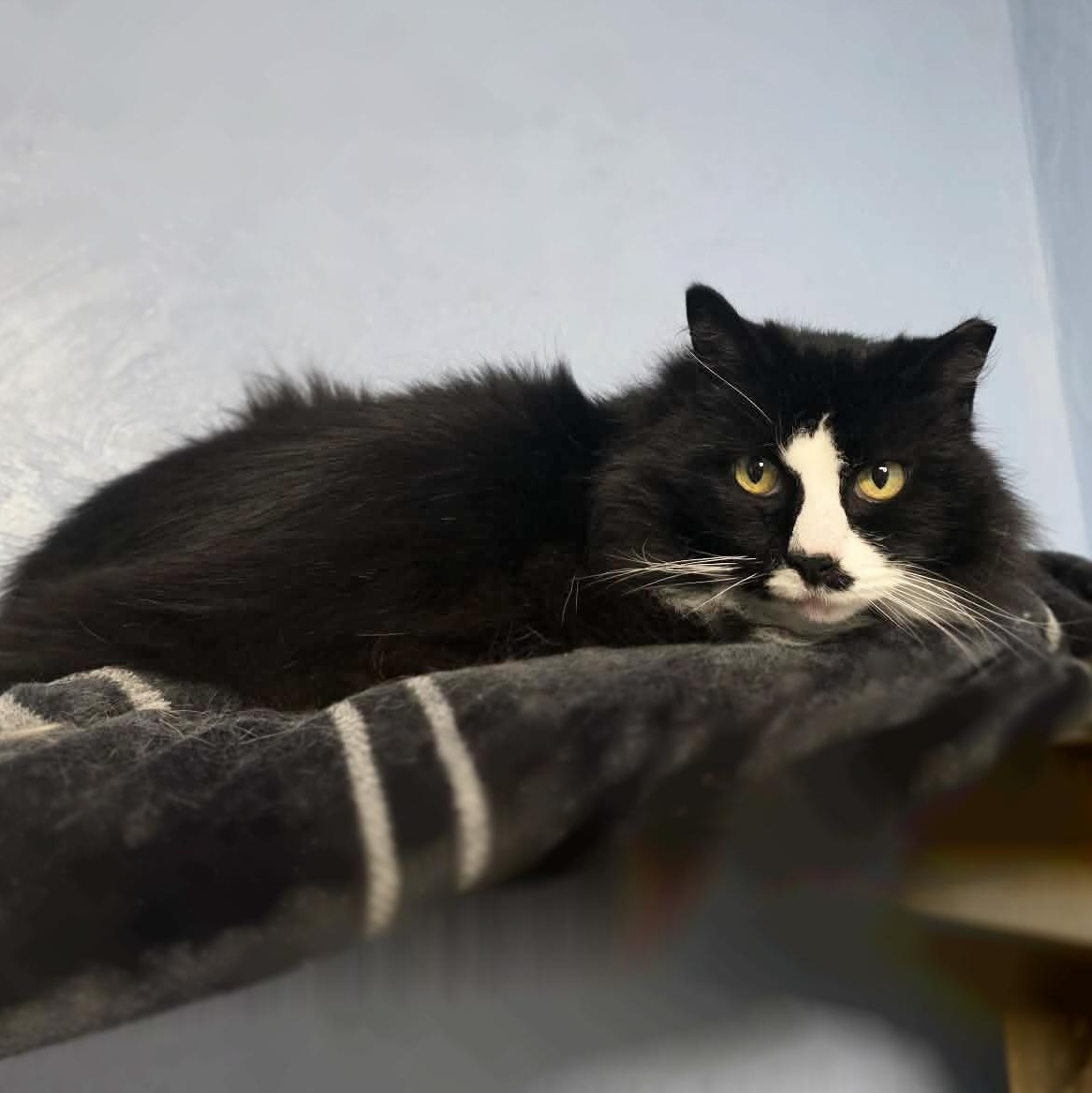 Enlarge Little-Bit, a ADOPTABLE mixed breed in Shippenville, PA image 5/5