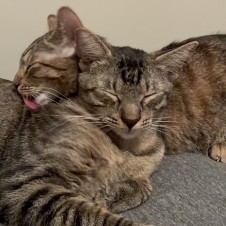 Grace, a Adoptable Domestic Short Hair in Houston, TX image 2/6