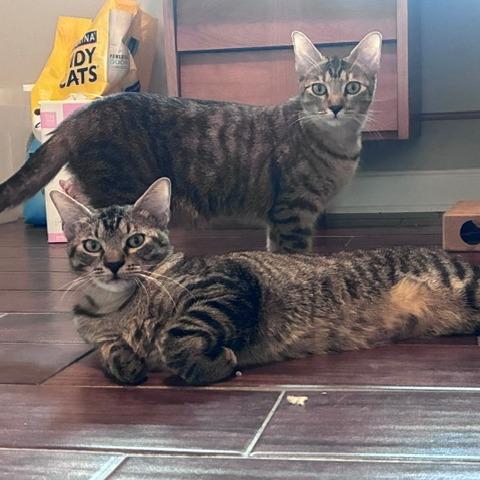 Grace, a Adoptable Domestic Short Hair in Houston, TX image 3/6