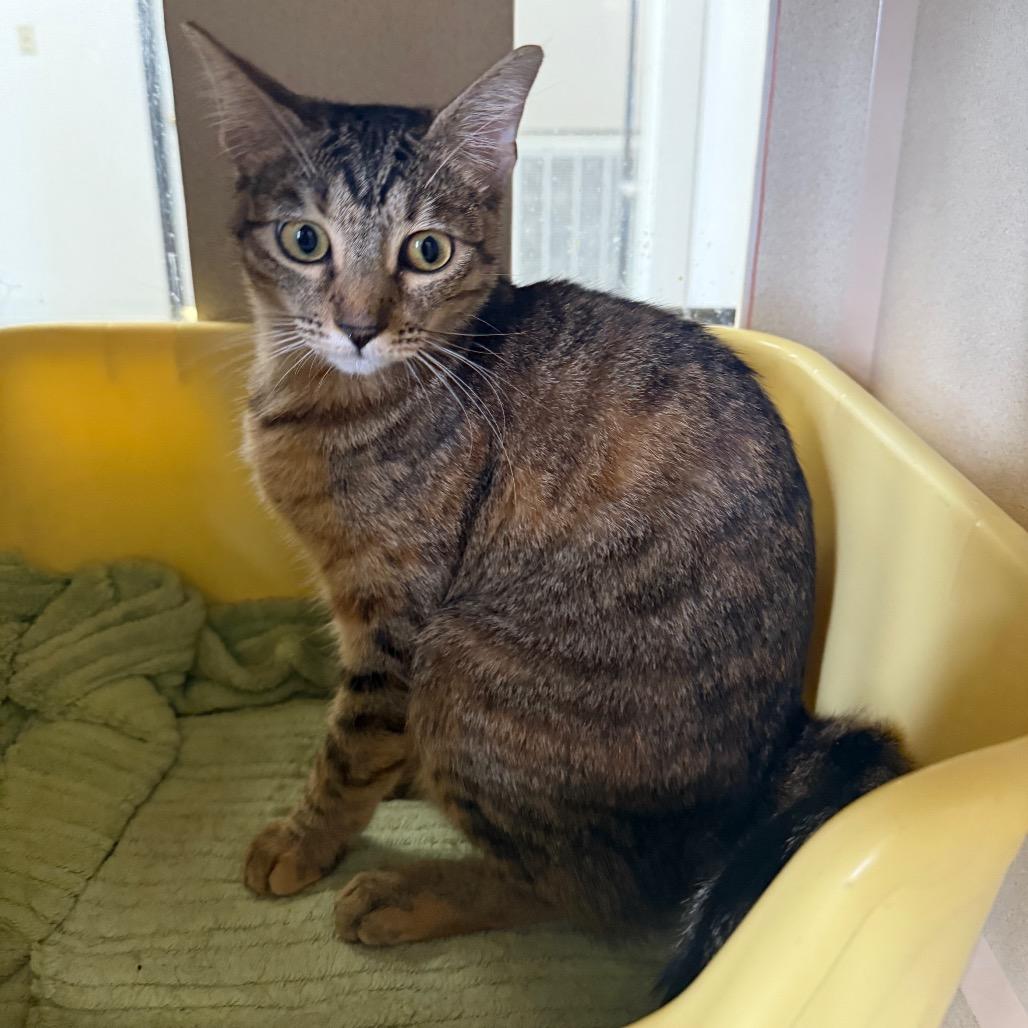 Grace, a Adoptable Domestic Short Hair in Houston, TX image 4/6