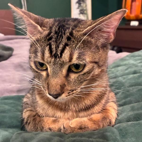 Grace, a Adoptable Domestic Short Hair in Houston, TX image 5/6