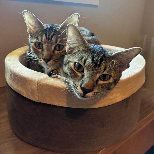 Grace, a Adoptable Domestic Short Hair in Houston, TX image 6/6