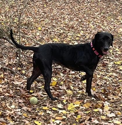 Enlarge Tulip, a Adoptable mixed breed in Bishop, GA image 5/6