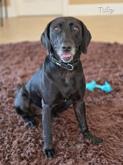 Enlarge Tulip, a Adoptable mixed breed in Bishop, GA image 3/6