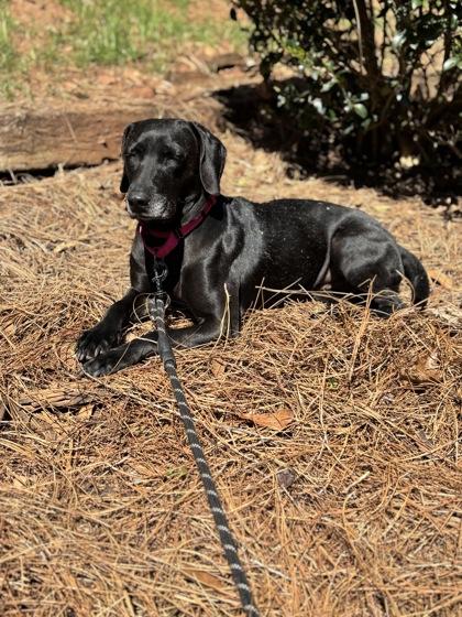 Enlarge Tulip, a Adoptable mixed breed in Bishop, GA image 6/6