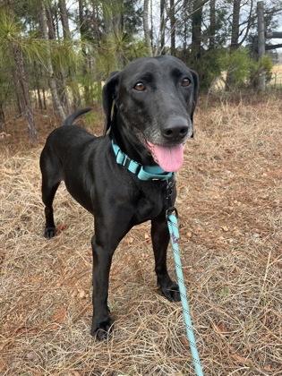 Tulip, Adoptable, Adult Female Hound.