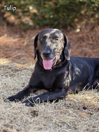 Enlarge Tulip, a Adoptable mixed breed in Bishop, GA image 4/6