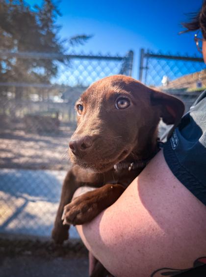 Billy, adopted, Young Male Mixed Breed.