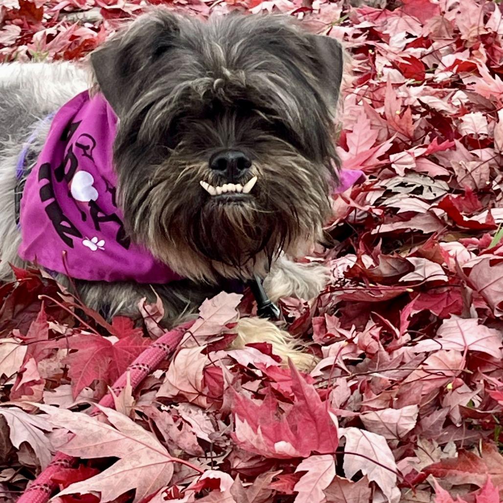 Enlarge Poindexter, a Adoptable Schnauzer in Sonoma, CA image 2/6