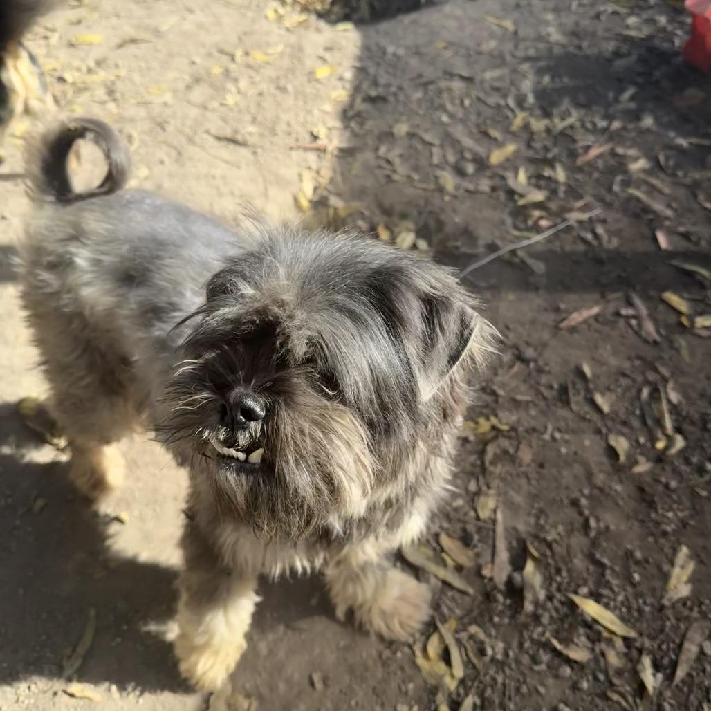 Enlarge Poindexter, a Adoptable Schnauzer in Sonoma, CA image 3/6