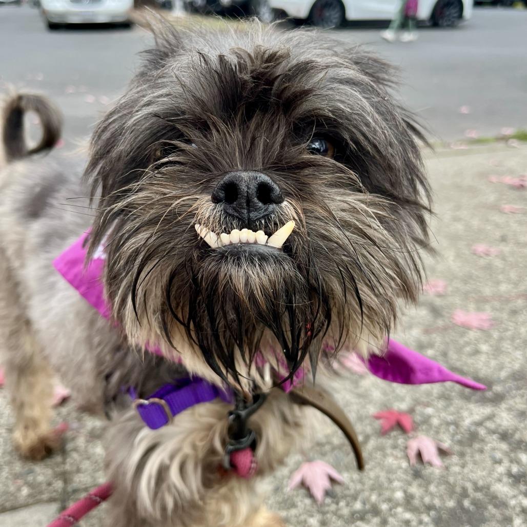 PoinDexter, a Adoptable Schnauzer in Sonoma, CA image 1/6