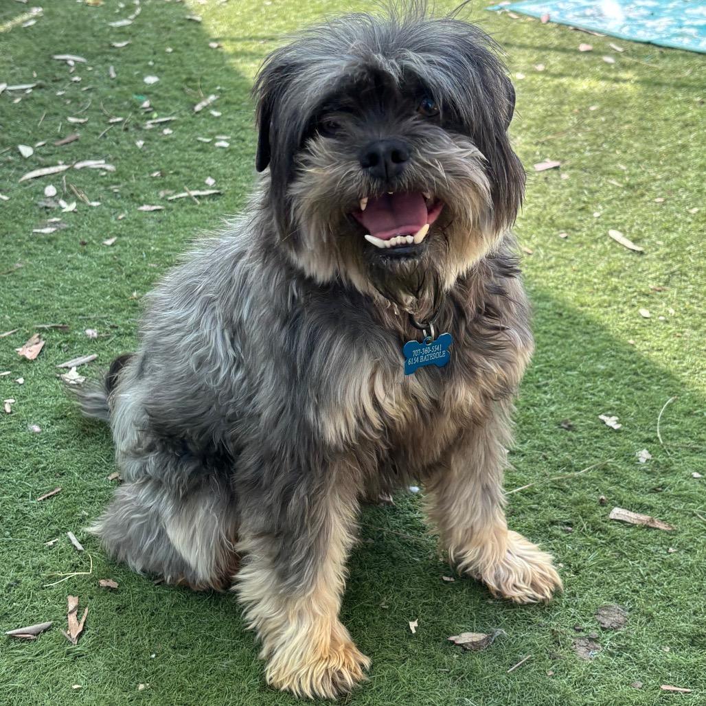 Enlarge Poindexter, a Adoptable Schnauzer in Sonoma, CA image 4/6