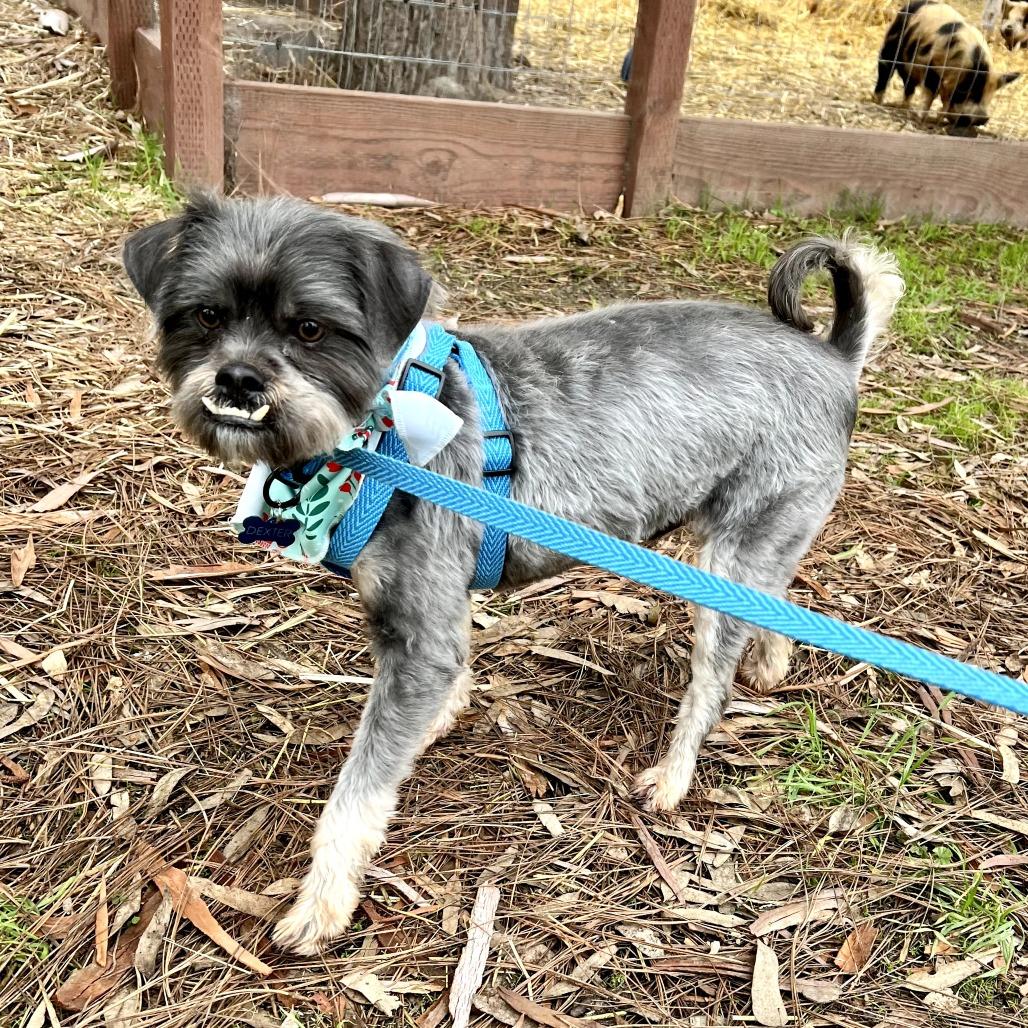 Enlarge Poindexter, a Adoptable Schnauzer in Sonoma, CA image 6/6