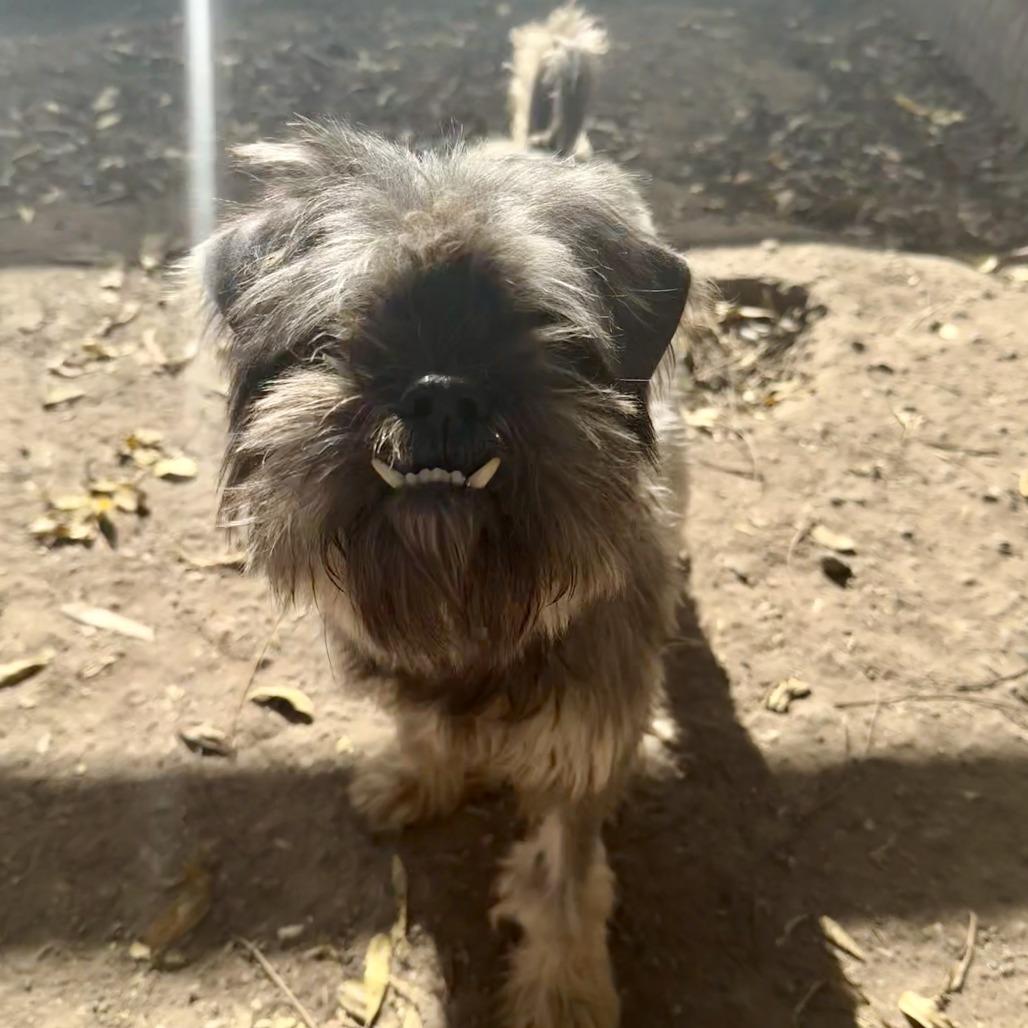 PoinDexter, a Adoptable Schnauzer in Sonoma, CA image 6/6