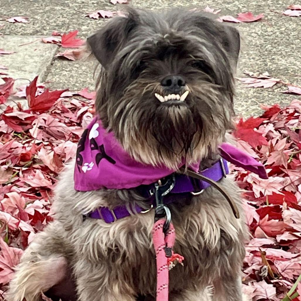 PoinDexter, a Adoptable Schnauzer in Sonoma, CA image 6/6