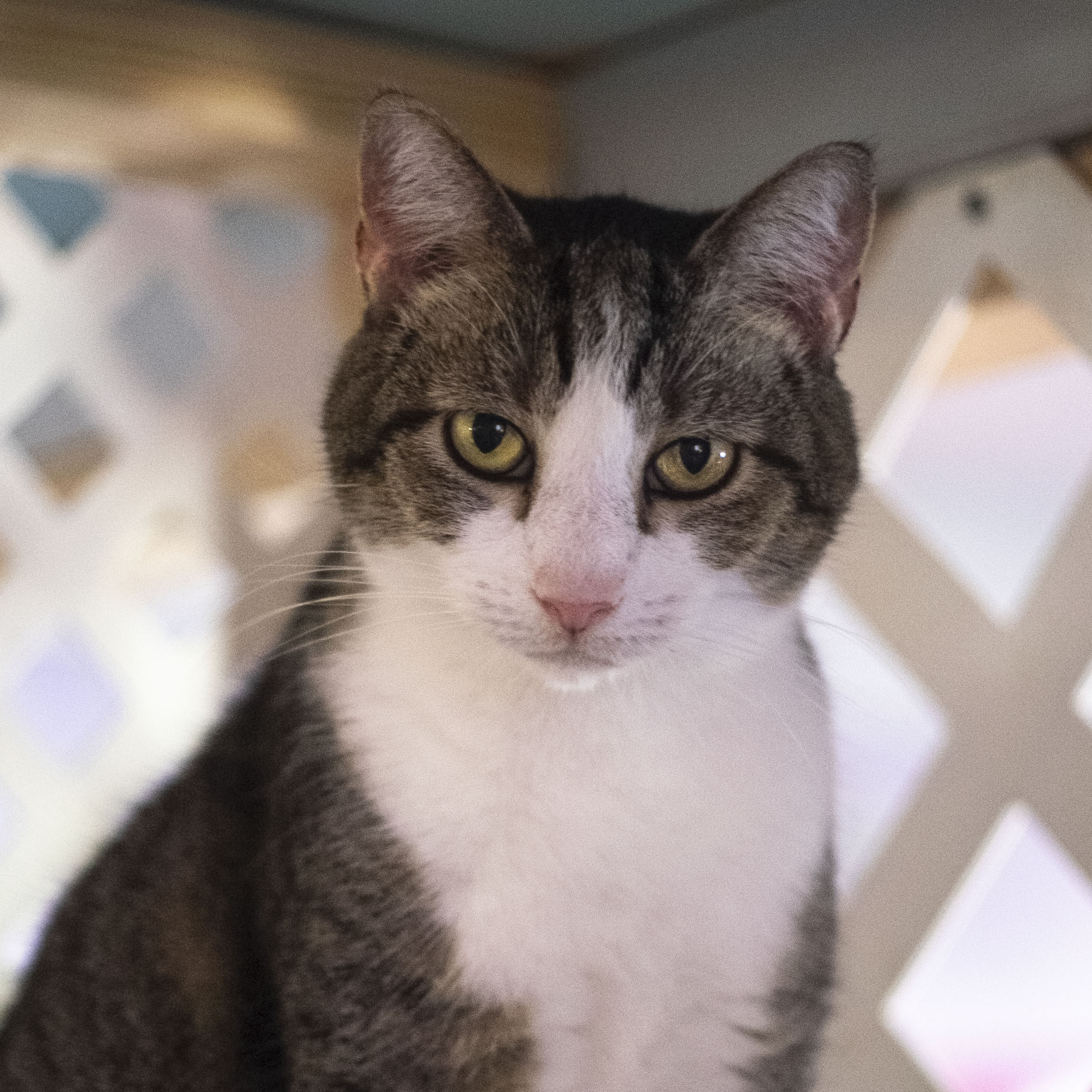 Suzi Q, adoptable, Senior Female American Shorthair.