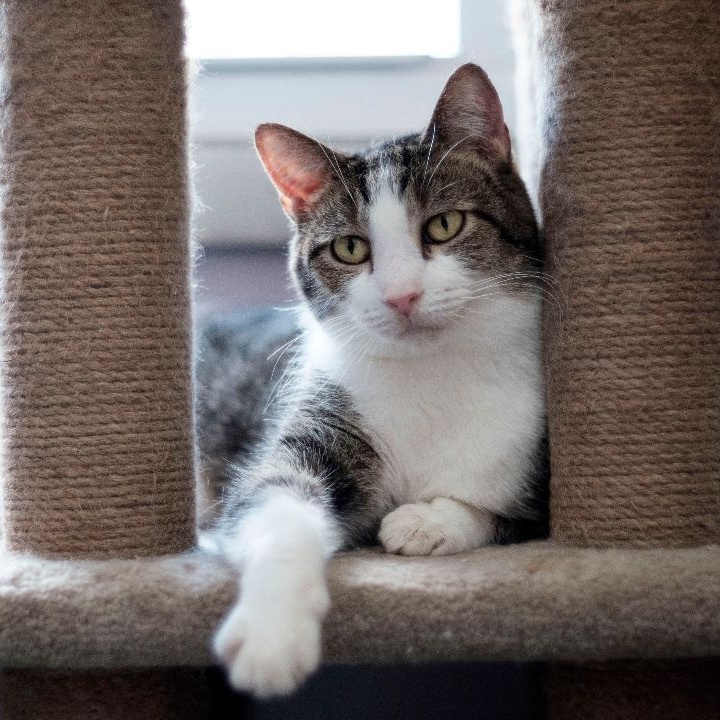 Enlarge Suzi Q, an adoptable American Shorthair in Mount Rainier, MD image 2/2