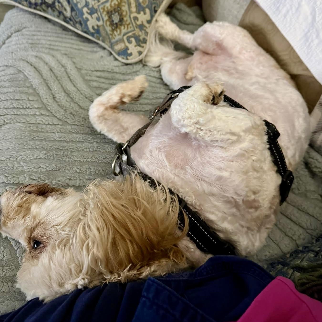 Muenster, a Adoptable Cavachon in Plano, TX image 3/3