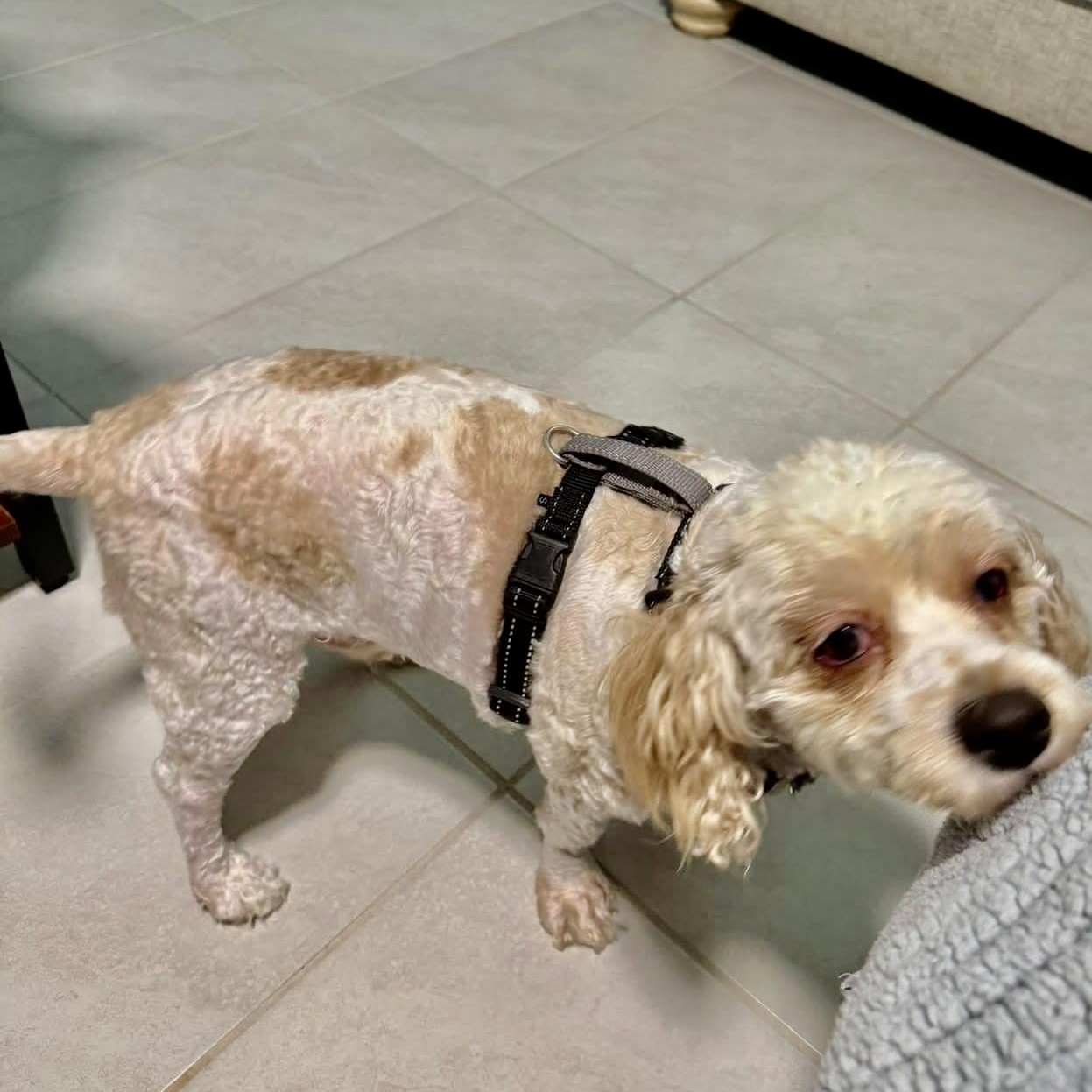 Muenster, a Adoptable Cavachon in Plano, TX image 2/3