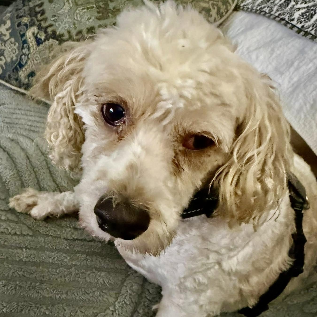 Muenster, Adoptable, Adult Male Cavachon.