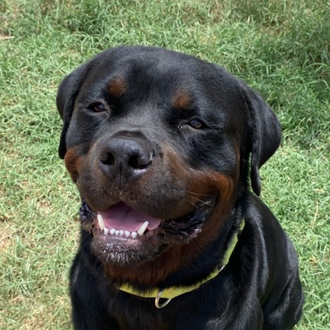Dog for adoption - Romeo, a Rottweiler in Phoenix, AZ | Petfinder
