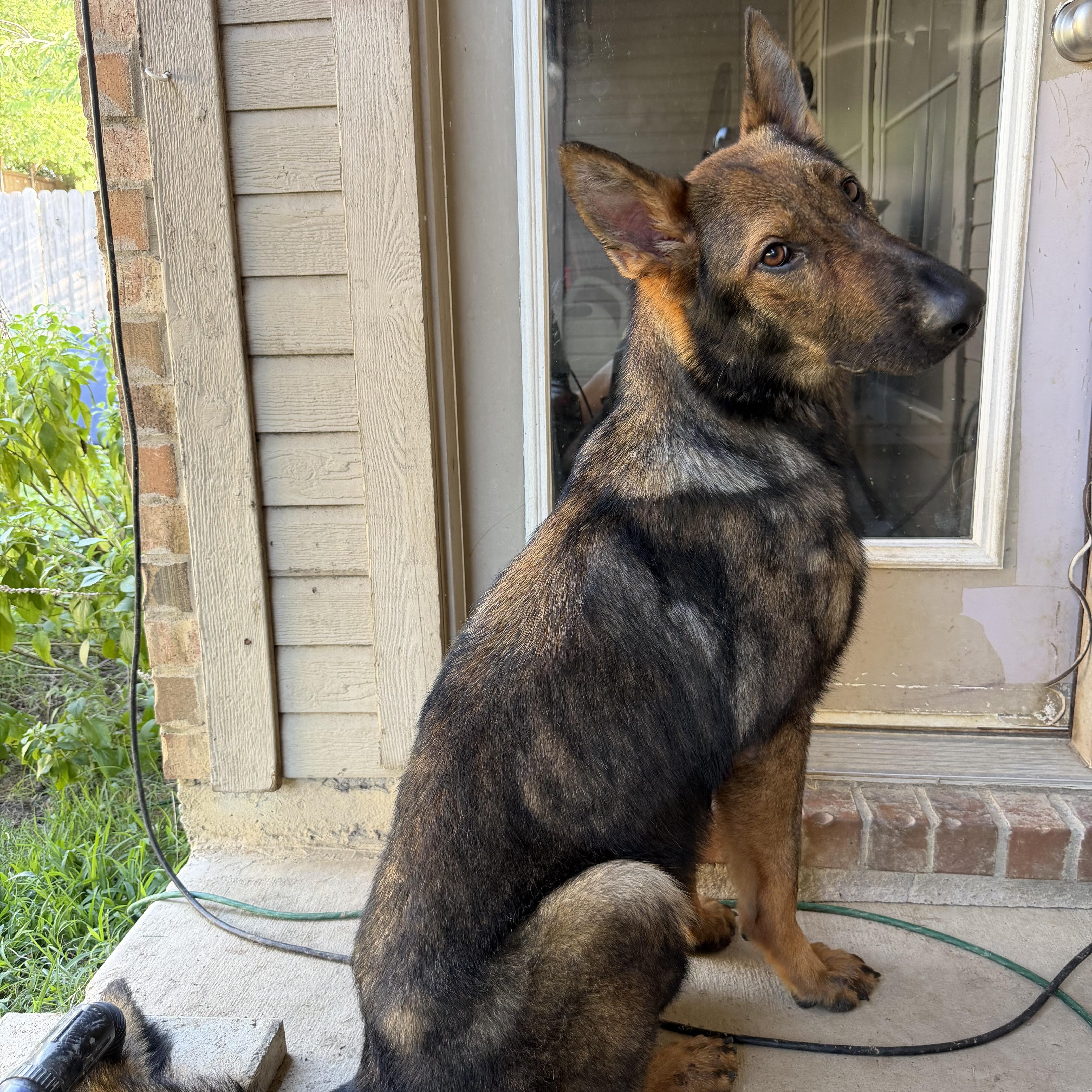 Enlarge Hank, an adopted German Shepherd Dog in New Rochelle, NY image 2/4