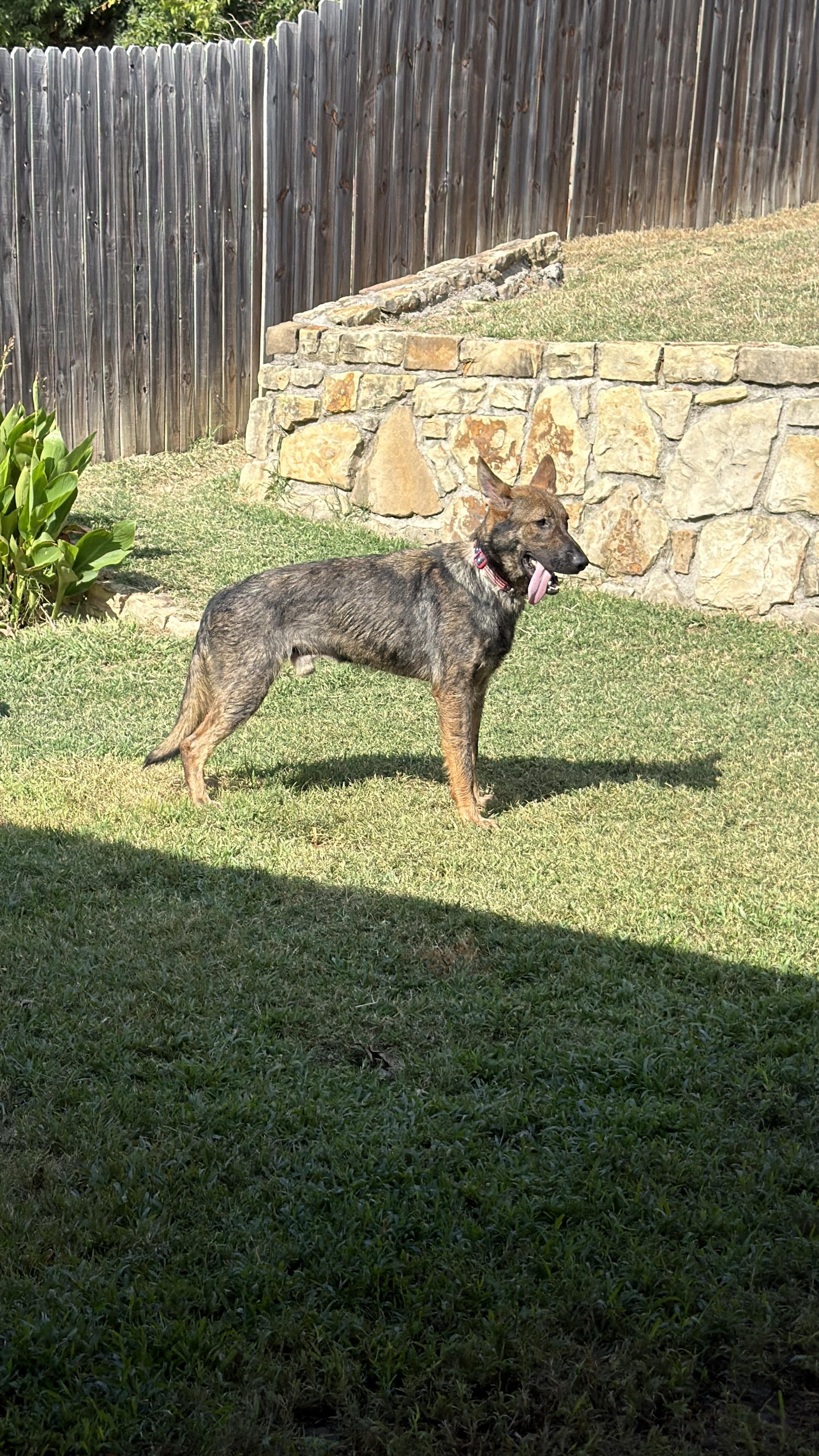 Enlarge Hank, an adopted German Shepherd Dog in New Rochelle, NY image 3/4