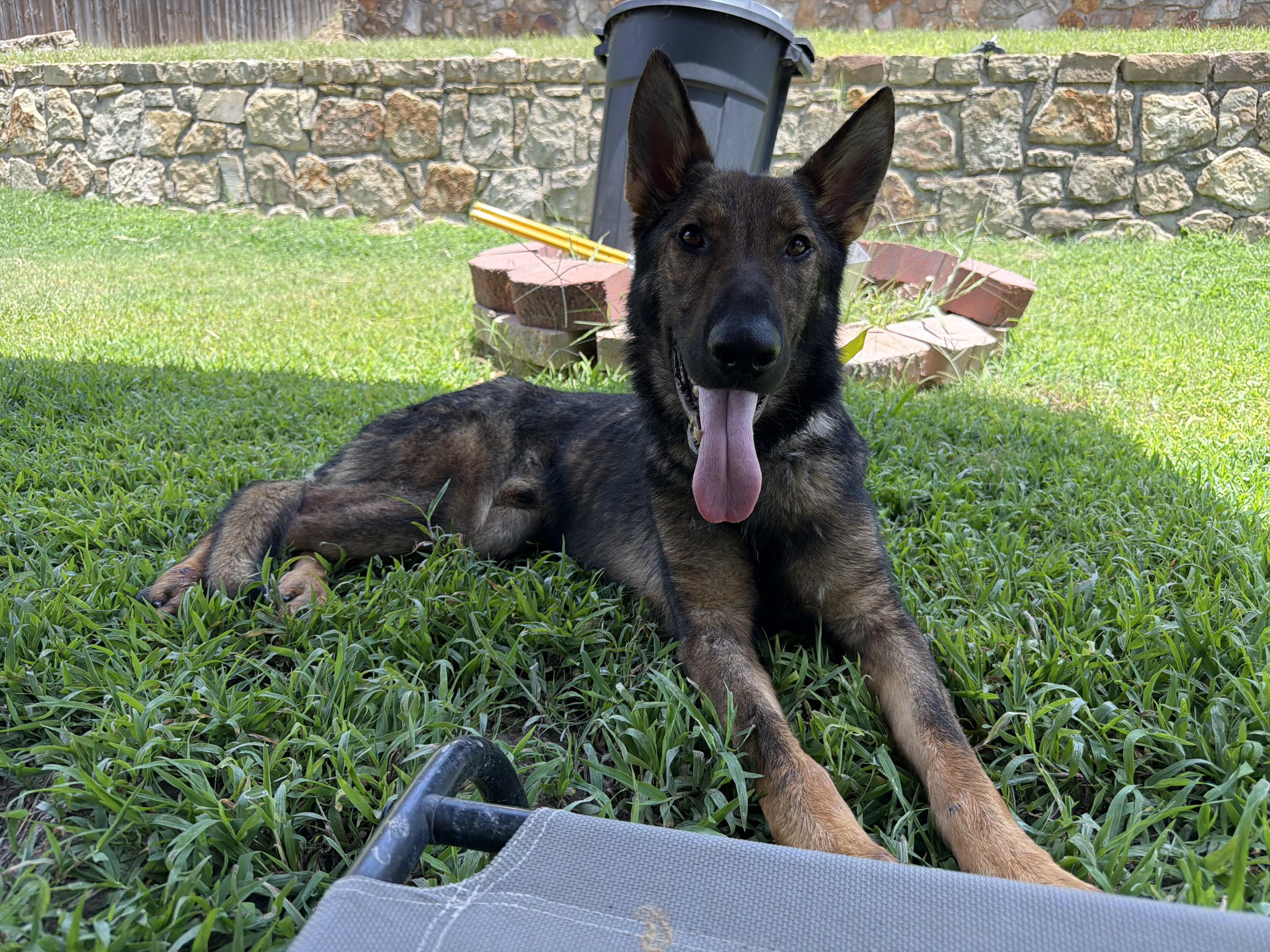 Enlarge Hank, an adopted German Shepherd Dog in New Rochelle, NY image 1/4