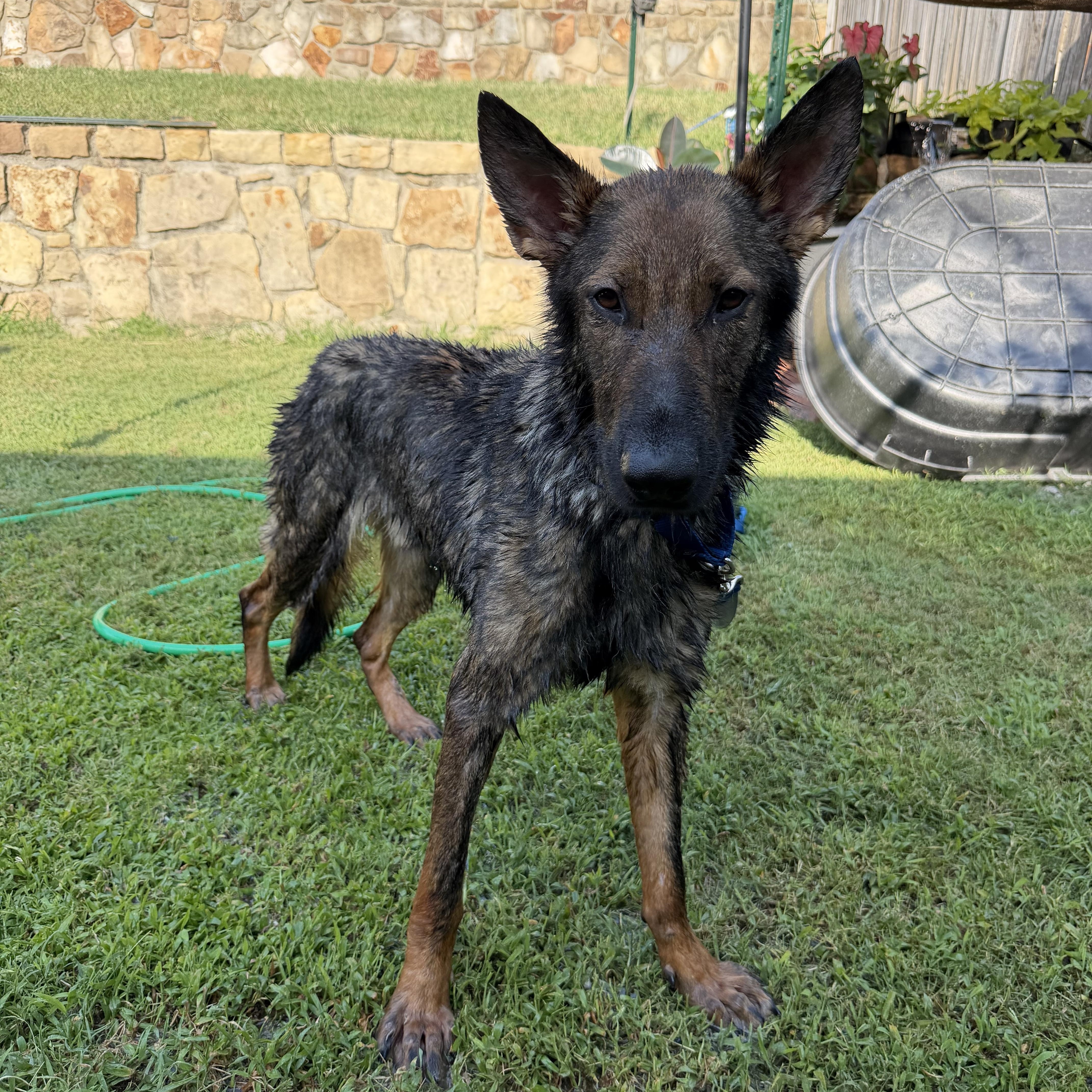 Enlarge Hank, an adopted German Shepherd Dog in New Rochelle, NY image 4/4