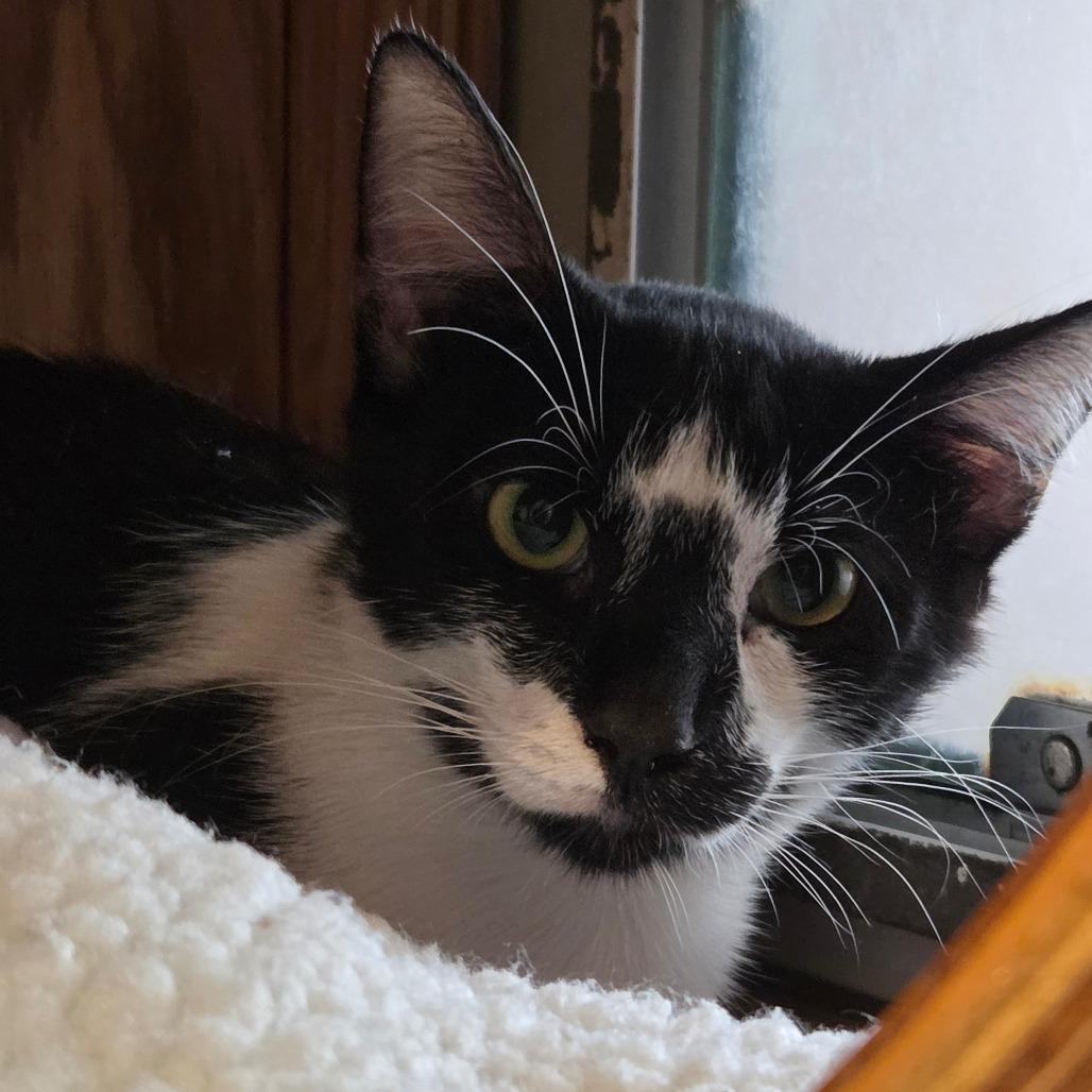 Enlarge Oak, a Adoptable Domestic Short Hair in Bentonville, AR image 1/1