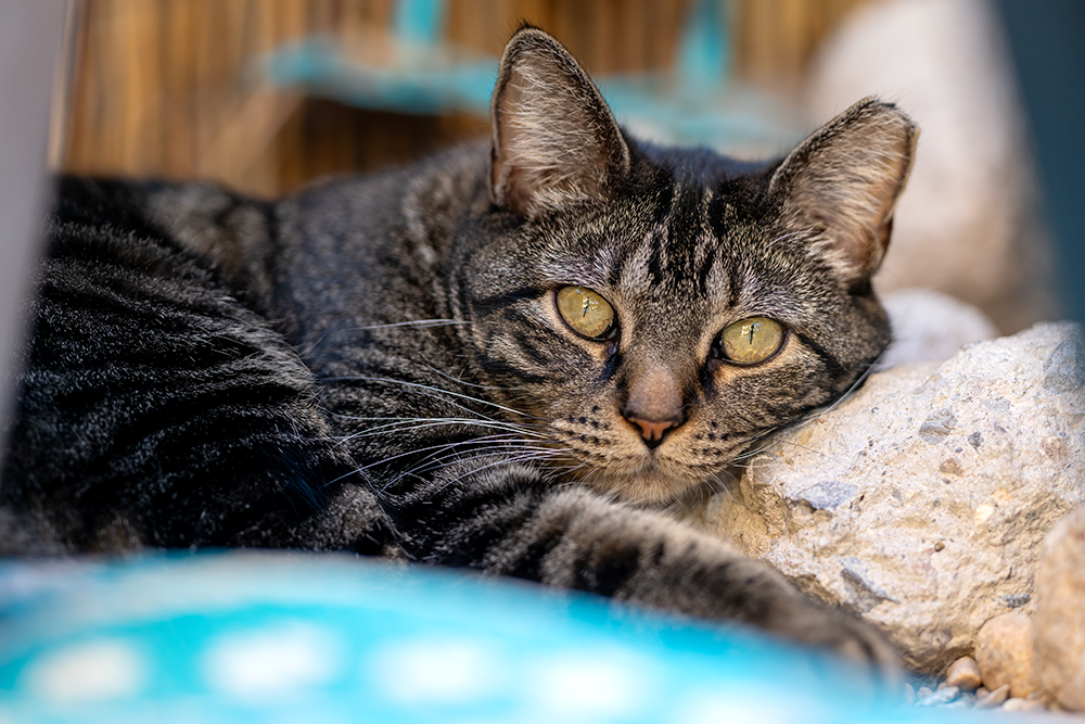 Raisin Bran, a Adoptable Domestic Short Hair in St. George, UT image 1/12